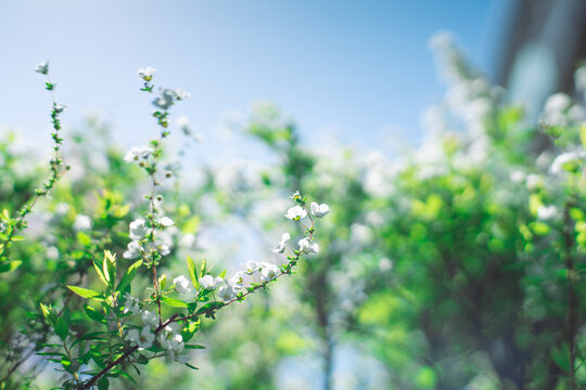 雪柳の花」の写真素材 | 3,603件の無料イラスト画像 | Adobe Stock