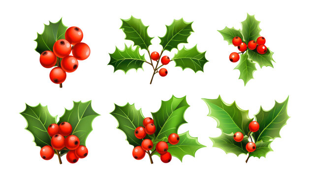 holly berries isolated on transparent background cutout