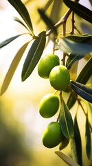 Sun-kissed green olives on a tree, with a soft-focus background, showcasing nature's bounty .