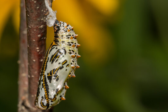 Variegated Fritillary Chrysalis - Euptoieta claudia