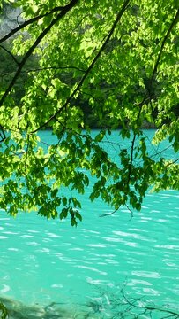 Green Foliage and Turquoise Lake with Fish and Ripples in Beautiful Plitvice Lakes National Park in Summer