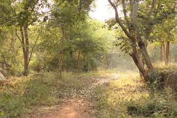Shot of Acacia trees in the bright sunlight, fallen trees, followed by path line