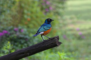 Obraz premium The East African songbird of the starling family Superb Starling (Spreo superbus)