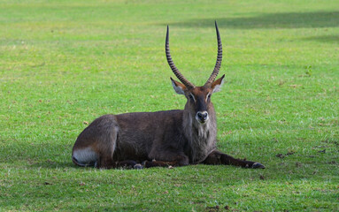 Naklejka na ściany i meble Waterbuck antelope male resting on the green lawn