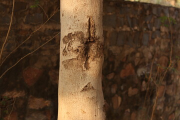 Closeup shot of the bark of a tree with grooves and wall in background and selective focus