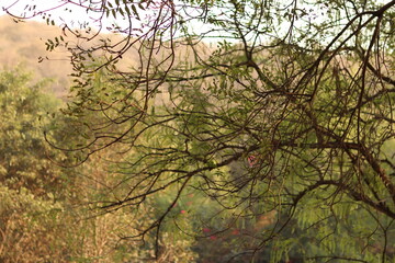 Shot of Various branches of trees in dry weather under bright sunlight, with trees behind