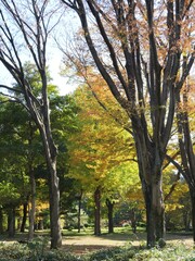 北の丸公園の風景