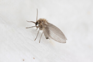 Psychodidae, called drain flies, sink, filter, sewer or sewer gnats, is a family of true flies.