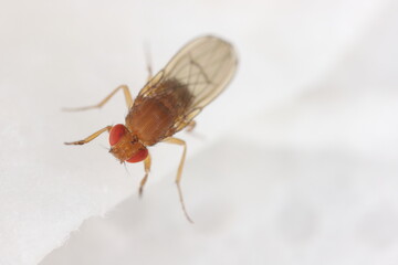 Fruit Fly Drosophila Diptera Parasite Insect Pest on fruits in homes Macro