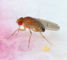 vinegar fly, fruit fly (Drosophila melanogaster), Fruit fly on a paper kitchen towel.