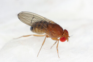 vinegar fly, fruit fly (Drosophila melanogaster), Fruit fly on a paper kitchen towel.