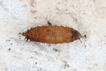Pupa of vinegar fly, fruit fly (Drosophila, Drosophilidae).