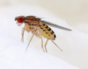 Detailed close-up of a fruit fly (Drosophilidae).