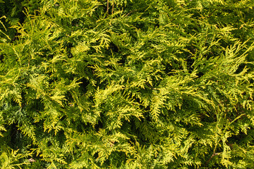 Thickets of evergreen thuja as a natural background.
