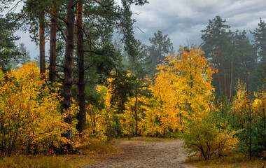 Old park. The trees are painted in autumn colors. Beauty of nature. Hiking. Walks in the open air.