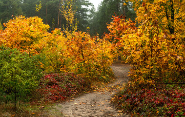 Naklejka premium Old park. The trees are painted in autumn colors. Beauty of nature. Hiking. Walks in the open air.