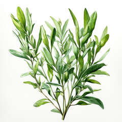Fototapeta premium watercolor Tarragon clipart, Generative Ai