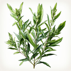 Obraz premium watercolor Tarragon clipart, Generative Ai