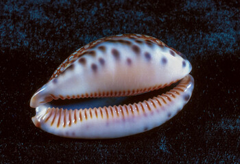 The shiny shell of the gastropod mollusc Cypraea sp.