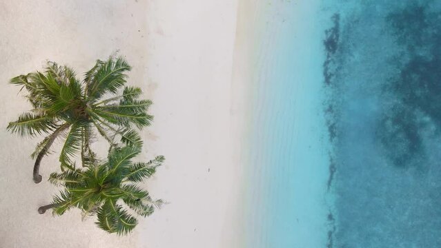 Top down aerial drone image of shoreline in Maldives. Bright blue water and sandy beach on beautiful tropical island
