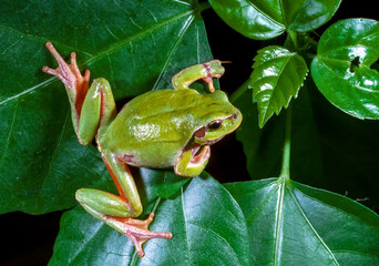 European tree frog (Hyla arborea), tree frog on green leaves