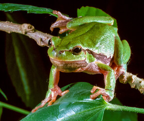 European tree frog (Hyla arborea), tree frog on green leaves