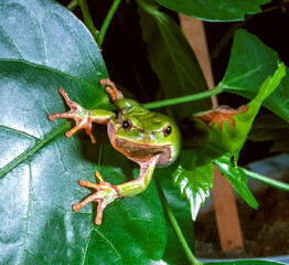 European tree frog (Hyla arborea), tree frog on green leaves