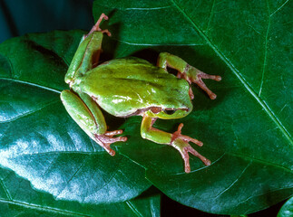 European tree frog (Hyla arborea), tree frog on green leaves