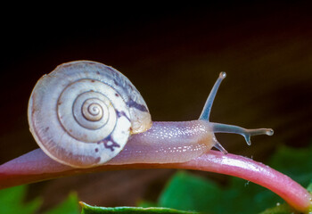 Monacha cartusiana - a mollusk with a parasite in a growth on the eye crawls along a green leaf