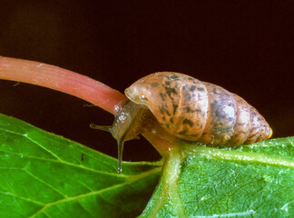 Chondrula tridens - a mollusk crawls on a green leaf, Ukraine