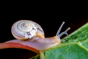 Monacha cartusiana - a mollusk with a parasite in a growth on the eye crawls along a green leaf