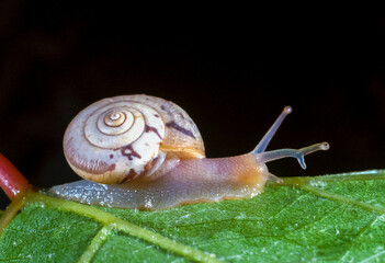 Monacha cartusiana - a mollusk with a parasite in a growth on the eye crawls along a green leaf