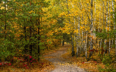 Old park. The trees are painted in autumn colors. Beauty of nature. Hiking. Walks in the open air.