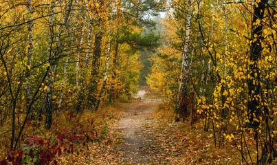 Old park. The trees are painted in autumn colors. Beauty of nature. Hiking. Walks in the open air.