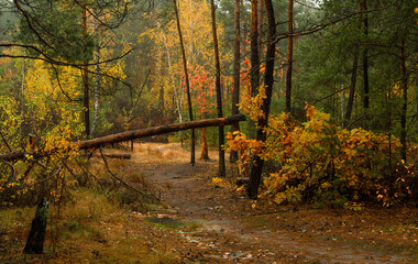 Fototapeta na wymiar Fallen trees in the forest. Beauty of nature. Hiking. Walk outdoors.