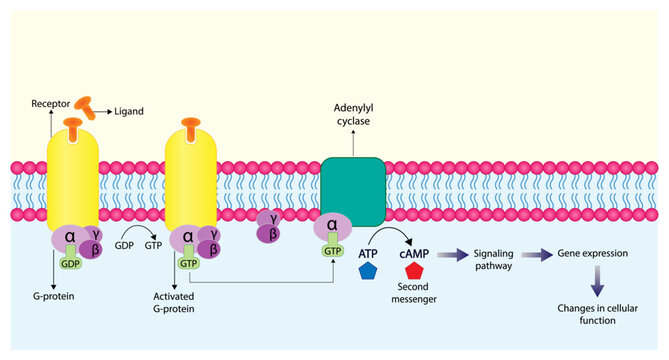 G protein coupled receptor. Structure of a G protein-coupled receptor (GPCR). Cell membrane receptors for ligands binding. cAMP, second messenger, production amplification. vector illustration.