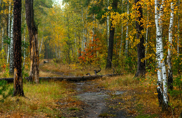 Fallen trees in the forest. Beauty of nature. Hiking. Walk outdoors.