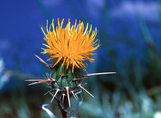 Yellow star-thistle (Centaurea solstitialis), yellow flower with long spines