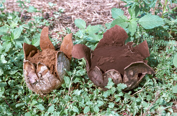 Giant pasture puffball (Mycenastrum corium), ripe spherical mushroom with brown spores