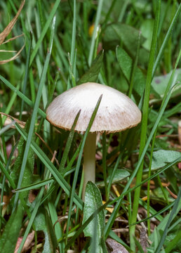 Conocybe sp. - small inedible mushroom from the grass from the steppe
