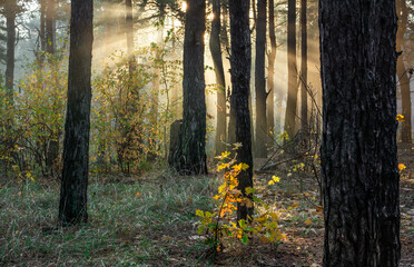 Sun rays play in the branches of trees. Autumn forest. Autumn colors. Morning. Walk in the woods.