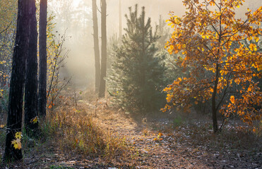 Sun rays play in the branches of trees. Autumn forest. Autumn colors. Morning. Walk in the woods.