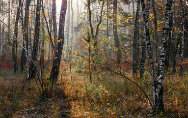 Sun rays play in the branches of trees. Autumn forest. Autumn colors. Morning. Walk in the woods.