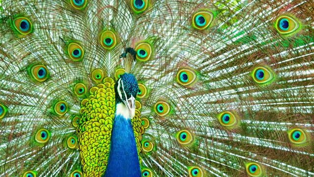 Male green peacocks during the mating season show off their beautiful feathers to attract females