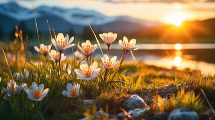 Photo sur Plexiglas Herbe  Spring Wildflowers in the Glow of a Mountain Lake Sunset