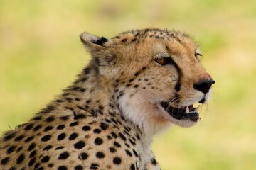 Gepard in der Savanne im Nationalpark Tsavo Ost und Tsavo West