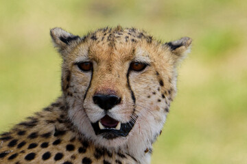 Gepard in der Savanne im Nationalpark Tsavo Ost und Tsavo West
