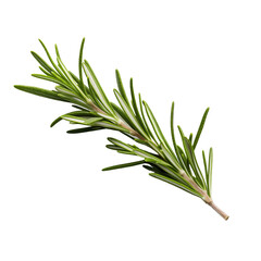 Fototapeta premium Close-up of a fragrant piece of rosemary, cut out - stock png.