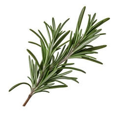 Fototapeta premium Close-up of a fragrant piece of rosemary, cut out - stock png.