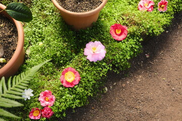 Arrangement of pink Camellia flowers in garden 